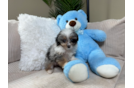 Mini Aussiedoodle Pup Being Cute
