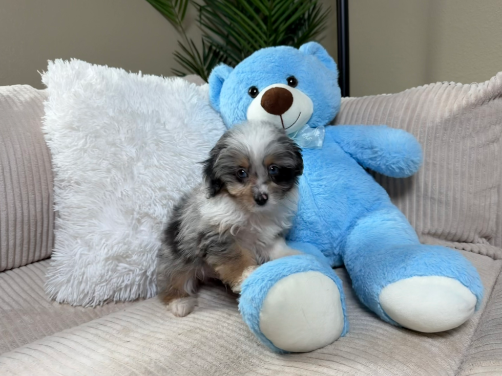 Mini Aussiedoodle Pup Being Cute