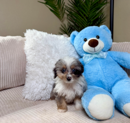 9 week old Mini Aussiedoodle Puppy For Sale - Lone Star Pups