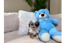 Mini Aussiedoodle Pup Being Cute