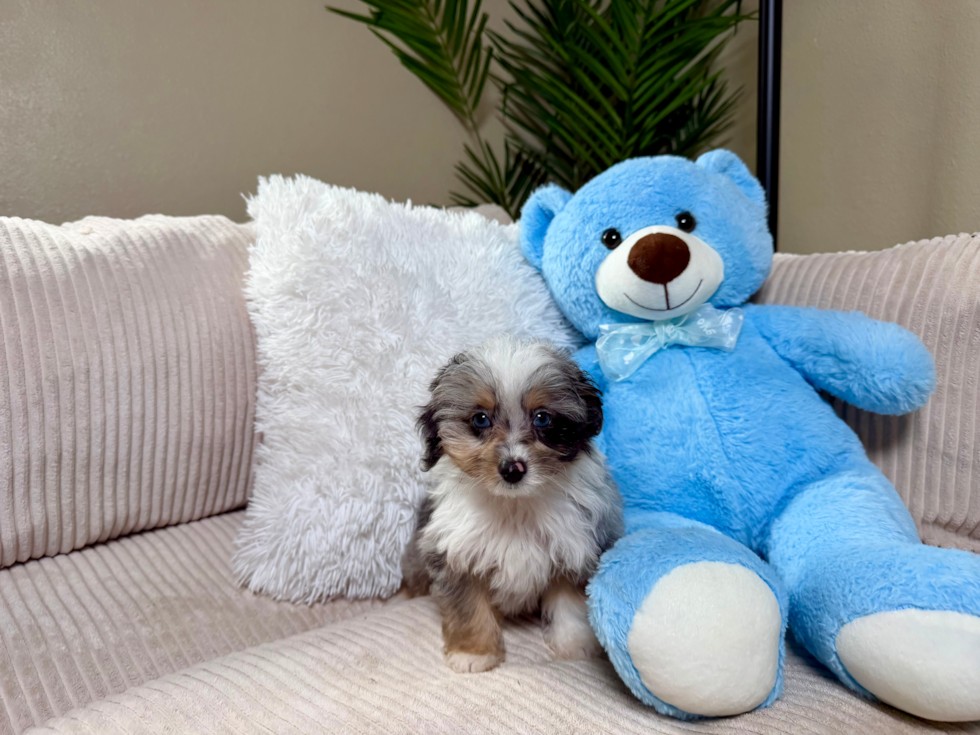 Mini Aussiedoodle Pup Being Cute