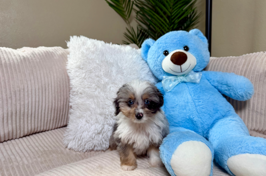 Mini Aussiedoodle Pup Being Cute