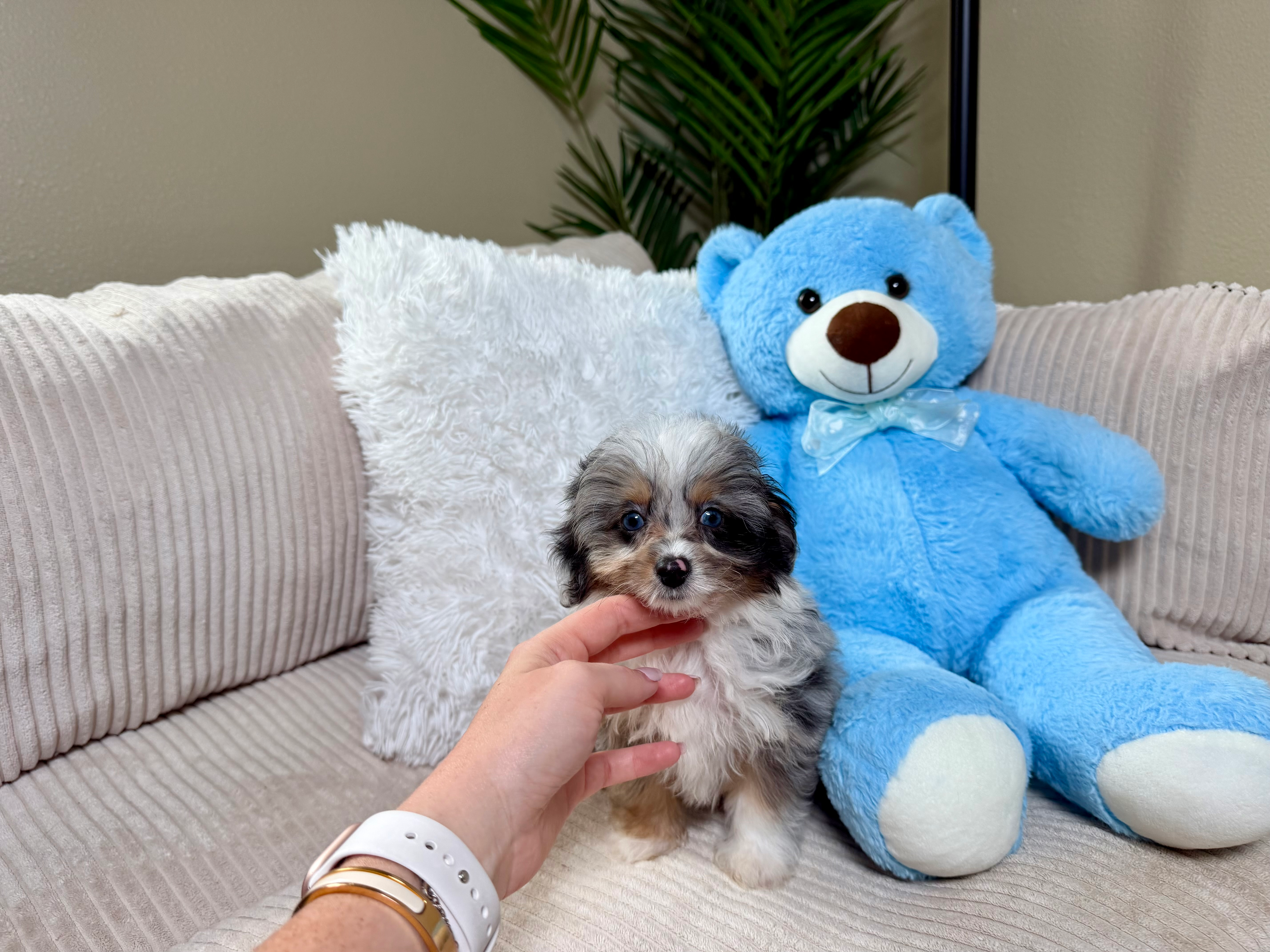 Mini Aussiedoodle Pup Being Cute