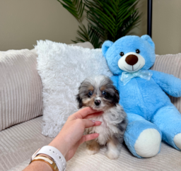 12 week old Mini Aussiedoodle Puppy For Sale - Lone Star Pups