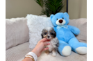 Mini Aussiedoodle Pup Being Cute