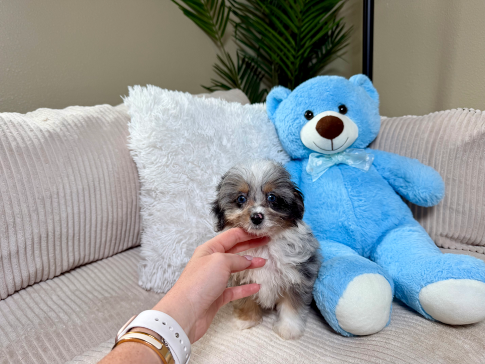 Mini Aussiedoodle Pup Being Cute