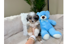 Mini Aussiedoodle Puppy for Adoption