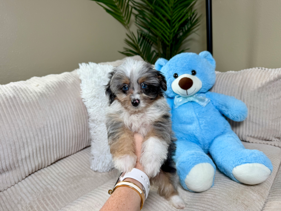 Mini Aussiedoodle Puppy for Adoption