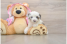 Mini Aussiedoodle Pup Being Cute