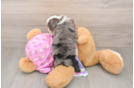 Mini Aussiedoodle Pup Being Cute