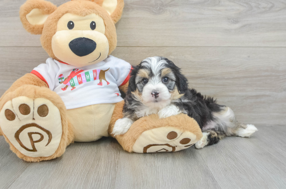 5 week old Mini Aussiedoodle Puppy For Sale - Lone Star Pups