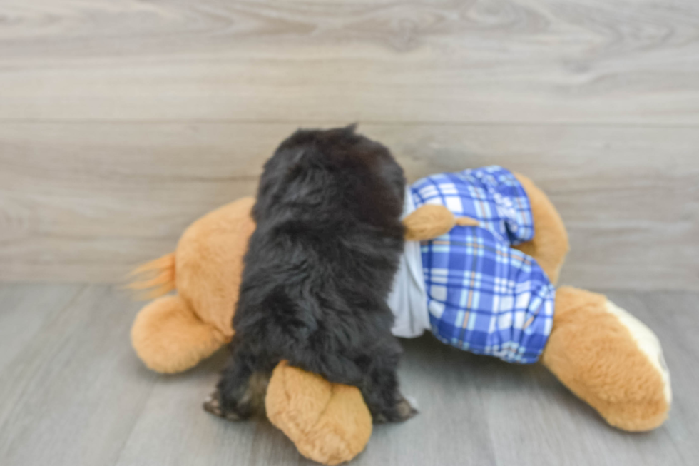 Best Mini Aussiedoodle Baby