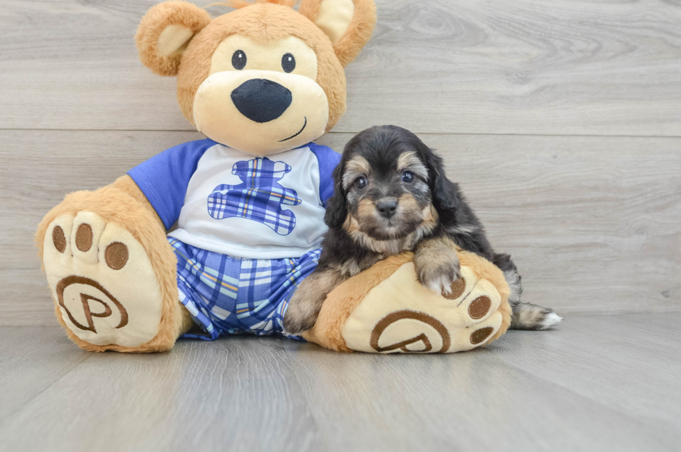 6 week old Mini Aussiedoodle Puppy For Sale - Lone Star Pups