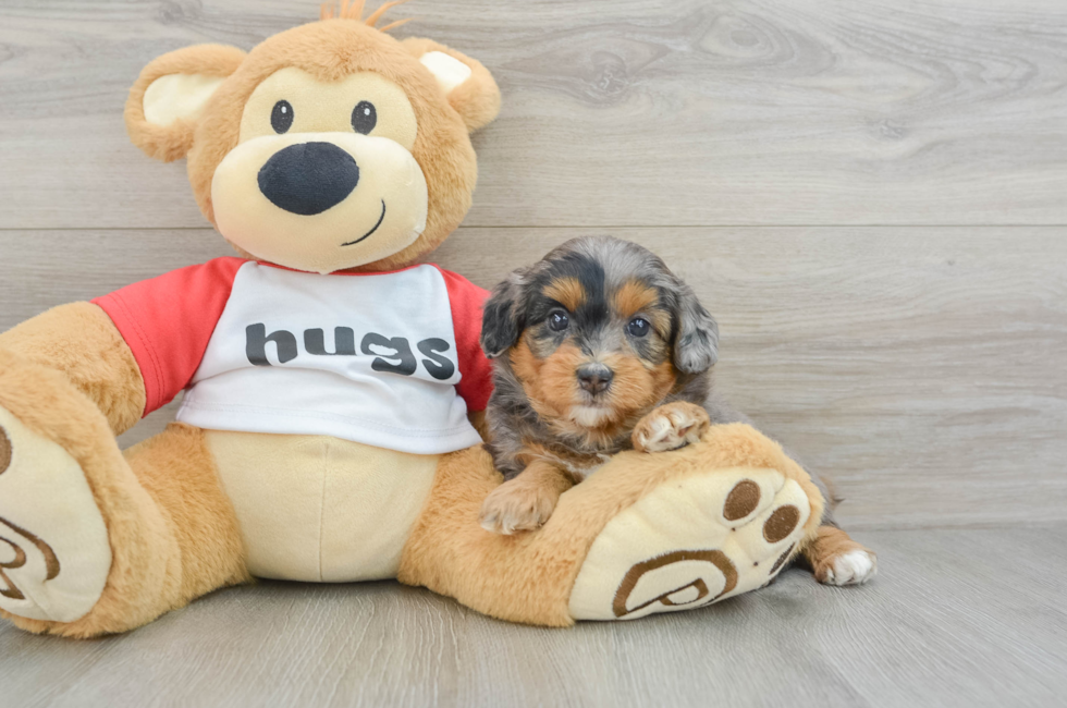 5 week old Mini Aussiedoodle Puppy For Sale - Lone Star Pups