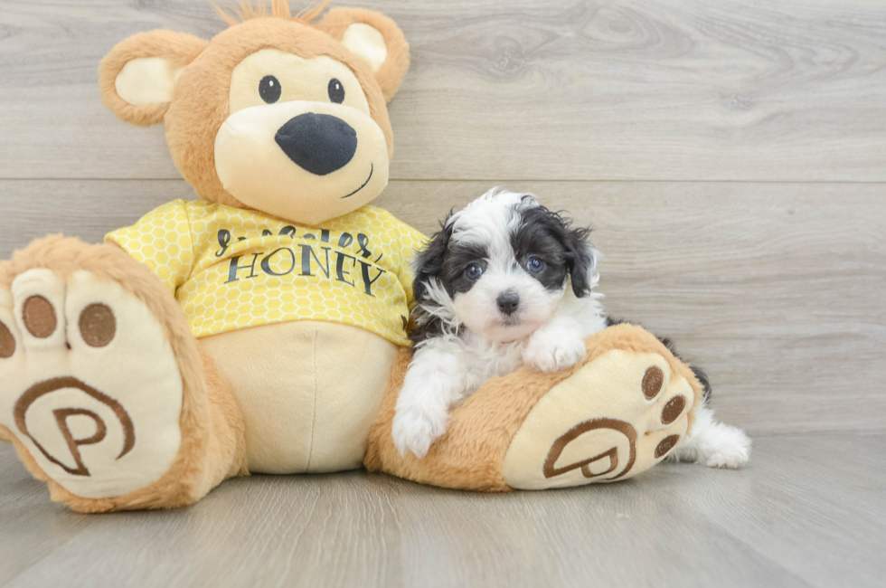 6 week old Mini Aussiedoodle Puppy For Sale - Lone Star Pups