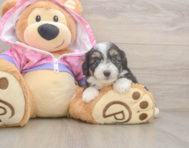 8 week old Mini Aussiedoodle Puppy For Sale - Lone Star Pups