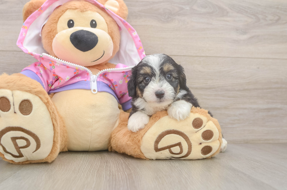 5 week old Mini Aussiedoodle Puppy For Sale - Lone Star Pups
