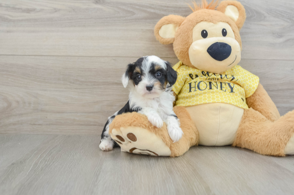 7 week old Mini Aussiedoodle Puppy For Sale - Lone Star Pups