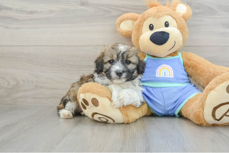 Mini Aussiedoodle Pup Being Cute