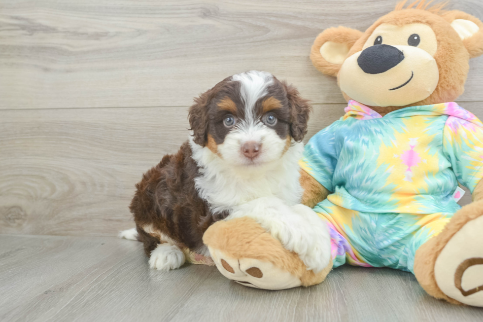 Mini Aussiedoodle Puppy for Adoption