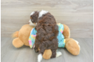 Petite Mini Aussiedoodle Poodle Mix Pup