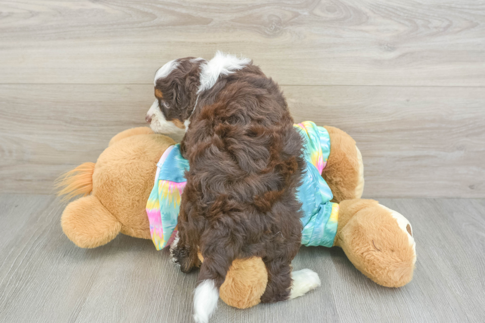 Petite Mini Aussiedoodle Poodle Mix Pup