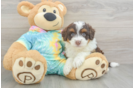 Playful Mini Aussiepoodle Poodle Mix Puppy
