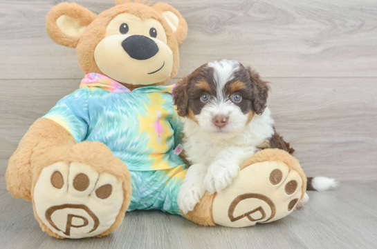Playful Mini Aussiepoodle Poodle Mix Puppy