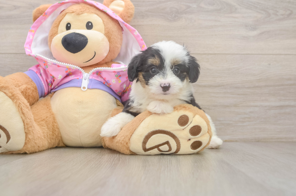5 week old Mini Aussiedoodle Puppy For Sale - Lone Star Pups