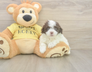 8 week old Mini Aussiedoodle Puppy For Sale - Lone Star Pups