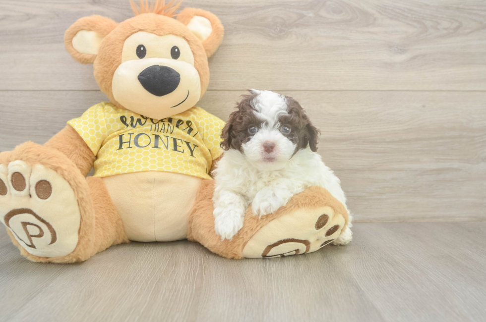 6 week old Mini Aussiedoodle Puppy For Sale - Lone Star Pups