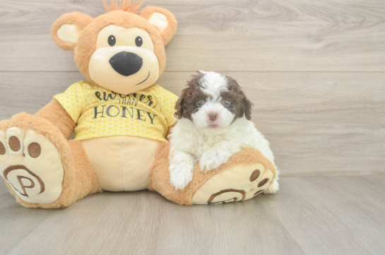 6 week old Mini Aussiedoodle Puppy For Sale - Lone Star Pups Playful Mini Aussiepoodle Poodle Mix Puppy