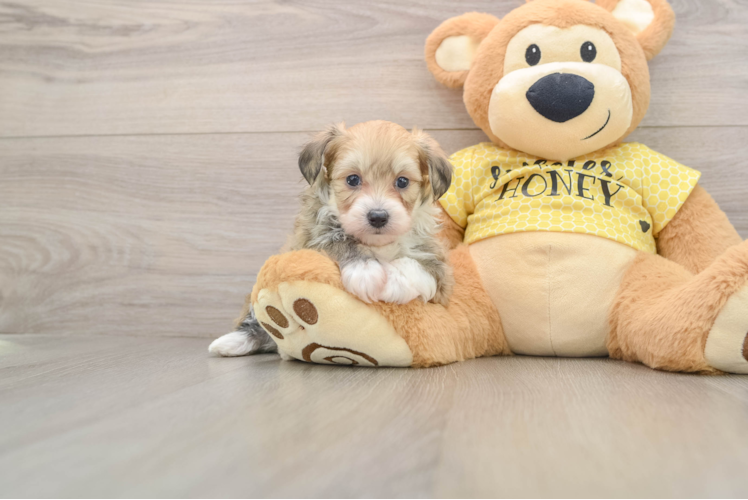 Mini Aussiedoodle Puppy for Adoption
