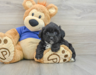 8 week old Mini Aussiedoodle Puppy For Sale - Lone Star Pups