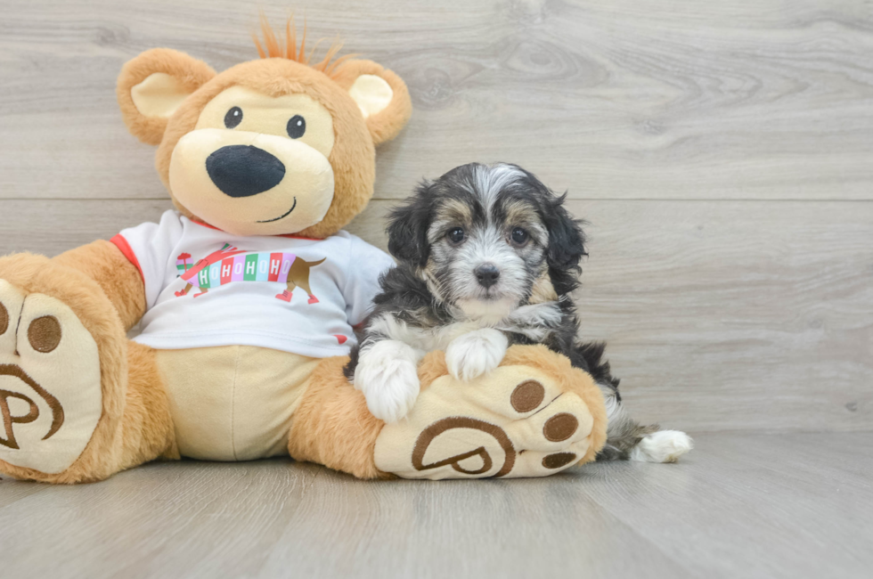 5 week old Mini Aussiedoodle Puppy For Sale - Lone Star Pups