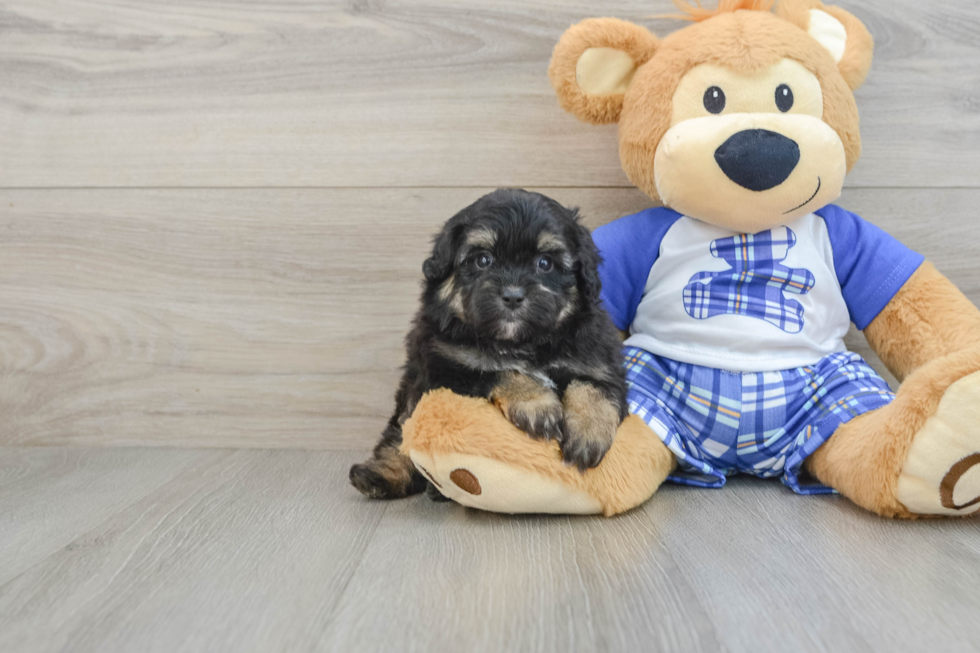 Mini Aussiedoodle Puppy for Adoption