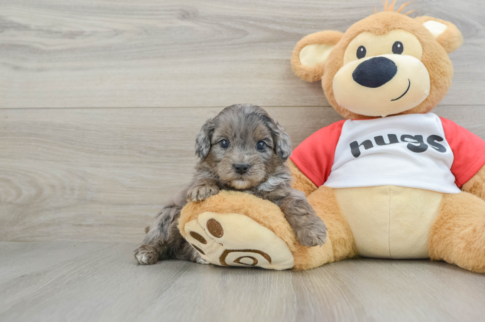 5 week old Mini Aussiedoodle Puppy For Sale - Lone Star Pups