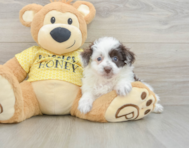8 week old Mini Aussiedoodle Puppy For Sale - Lone Star Pups