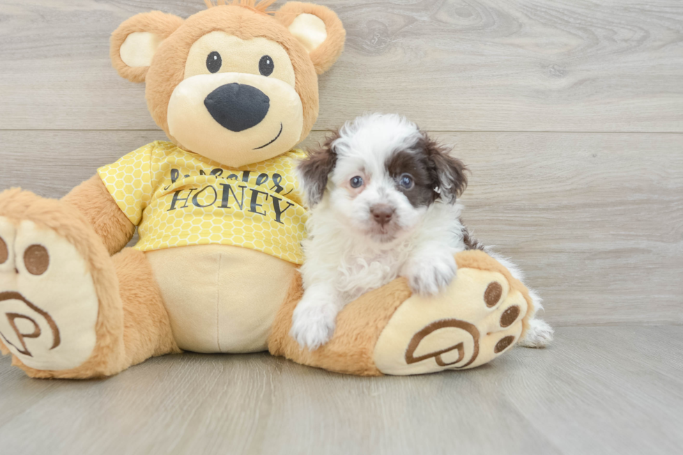 Fluffy Mini Aussiedoodle Poodle Mix Pup