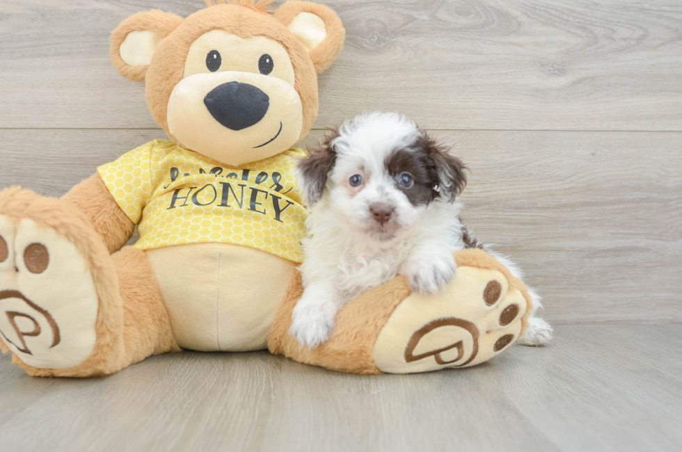 6 week old Mini Aussiedoodle Puppy For Sale - Lone Star Pups
