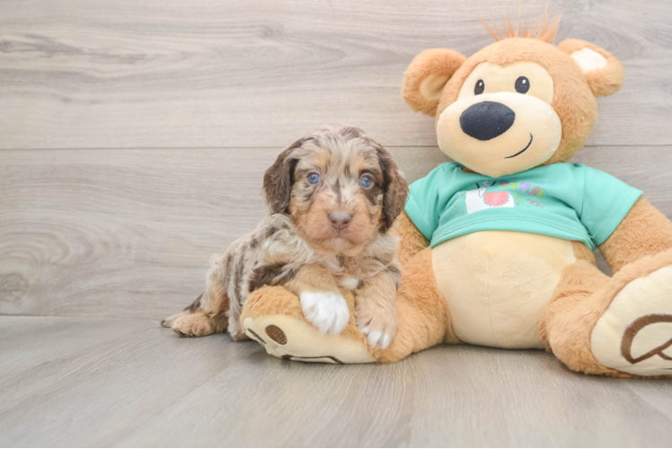 Energetic Aussie Poo Poodle Mix Puppy