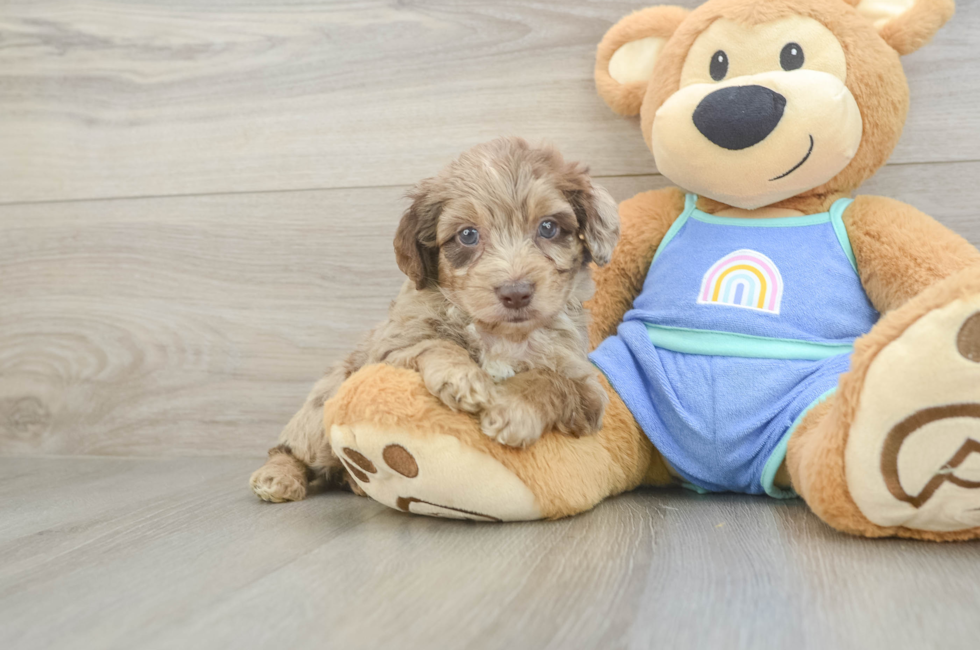 5 week old Mini Aussiedoodle Puppy For Sale - Lone Star Pups