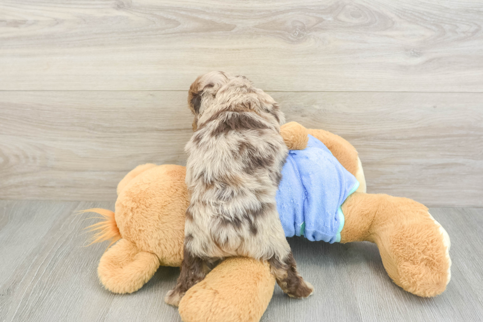 Small Mini Aussiedoodle Baby