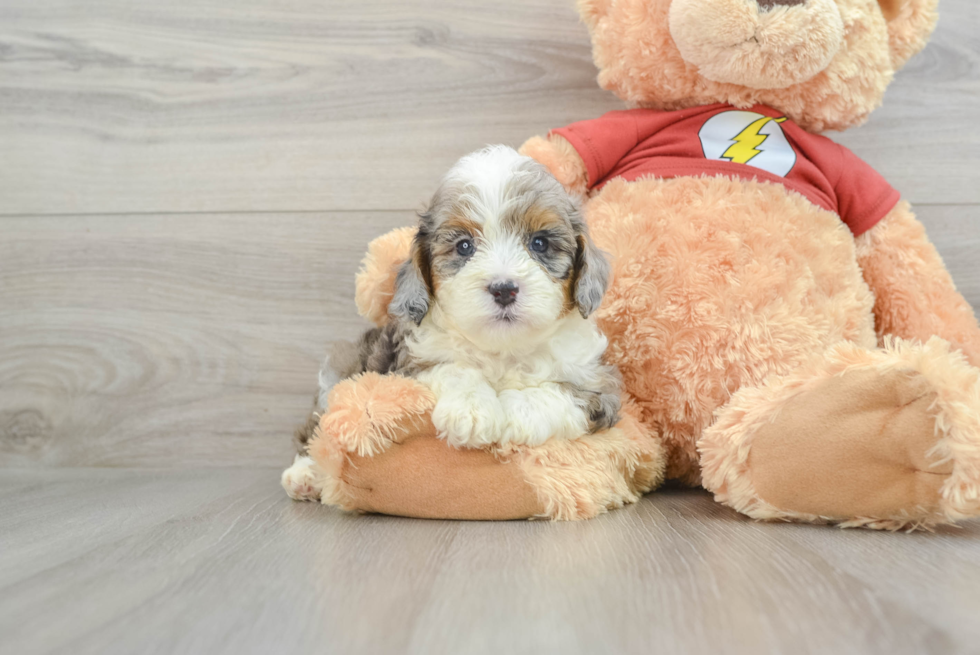 Adorable Mini Australian Shepherd X Poodle Mix Poodle Mix Puppy