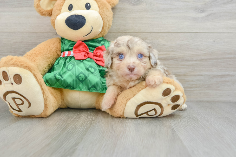 6 week old Mini Aussiedoodle Puppy For Sale - Lone Star Pups