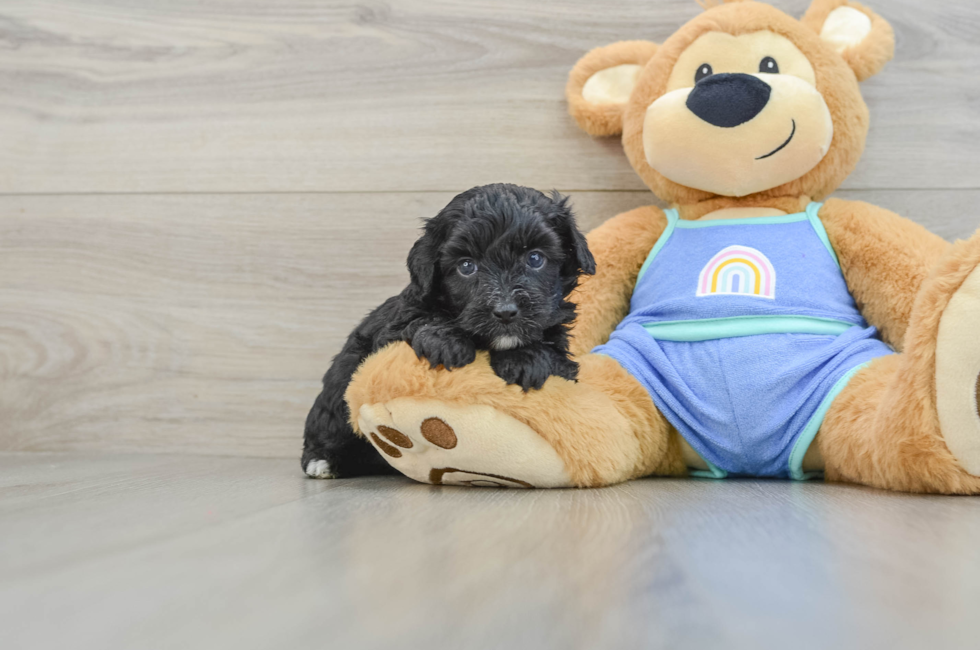 5 week old Mini Aussiedoodle Puppy For Sale - Lone Star Pups