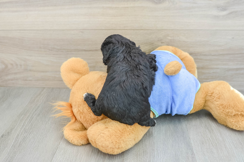 Mini Aussiedoodle Pup Being Cute