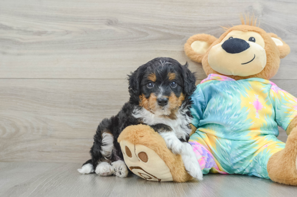 6 week old Mini Aussiedoodle Puppy For Sale - Lone Star Pups