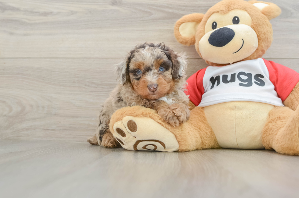 5 week old Mini Aussiedoodle Puppy For Sale - Lone Star Pups