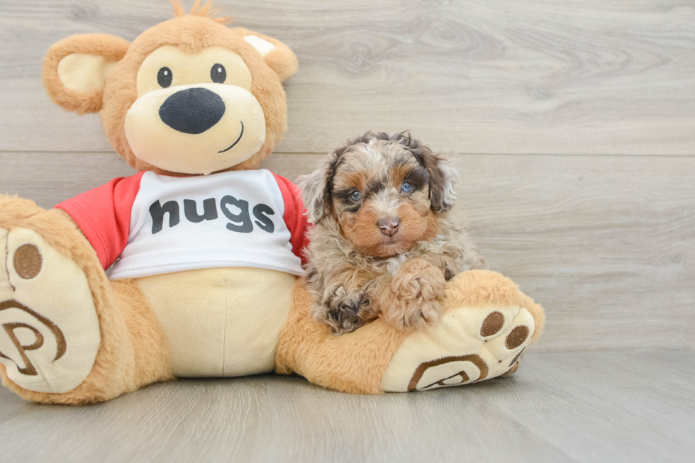 Mini Aussiedoodle Pup Being Cute